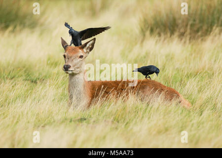 Rothirsch Kuh und Dohlen, Cervus elaphus