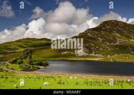 Field of thistles and sheep at Cregennan Lakes, Snowdonia, Wales on a sunny day Stock Photo