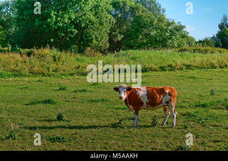 Scottish highland cows graze in the field near the forest Stock Photo