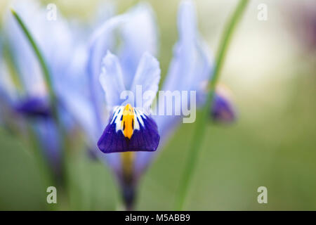 Iris reticulata ‘Gordon' flowers in early march. Dwarf iris. UK Stock Photo