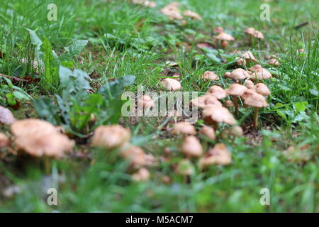 Fairy ring of fungi toadstools mushrooms in autumn meadow England UK