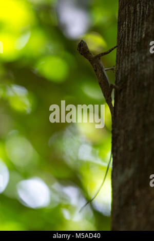 Flying lizard in the forest, Sulawesi island, Indonesia Stock Photo