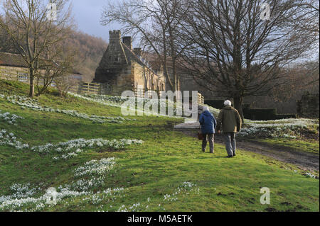 Mount Grace Priory in snowdrop season. Stock Photo