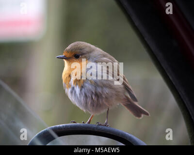 Robin on car wing mirror at Hubbards Hills Louth Lincolnshire Stock Photo