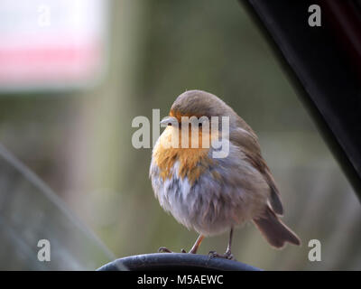 Robin on wing mirror of Fiat Doblo Hubbards Hills Louth Stock Photo