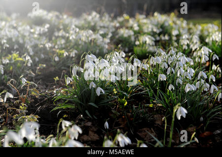 Mount Grace Priory in snowdrop season. Stock Photo