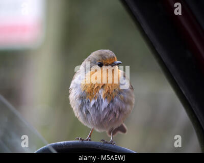 Robin on car wing mirror, Hubbards Hills, Louth Stock Photo