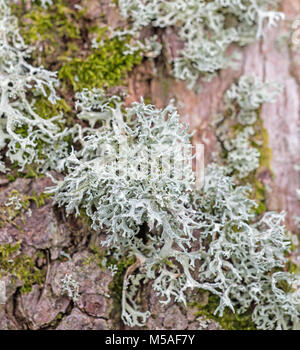A grey lichen, Ramalina farinacea, growing on tree bark Stock Photo