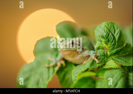 European tree frog between green leaves with sun in background Stock Photo