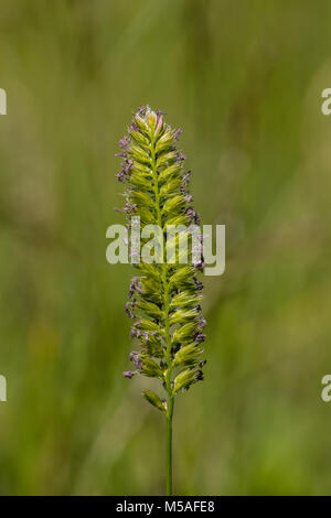 Flowering Crested Dogs-tail (Cynosurus cristatus) Stock Photo