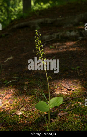 Common Twayblade (Neottia ovata) Stock Photo