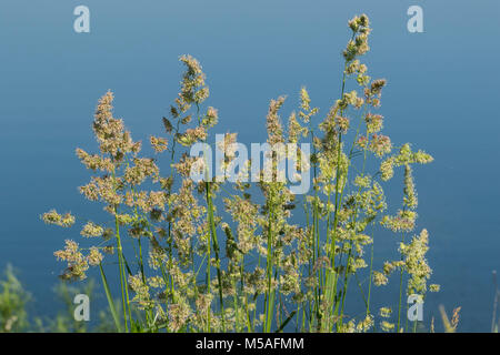 Flowering Cocksfoot (Dactylis glomerata) Stock Photo