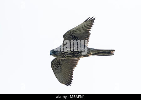 Gyr Falcon (Falco rusticolus) juvenile in flight, Stock Photo