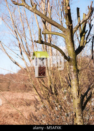 hanging close up wooden shed bird feeder on tree spring; essex; england; uk Stock Photo