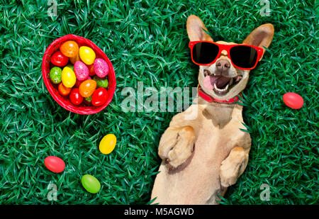 funny  happy podenco easter bunny  dog with a lot of eggs around on grass  and basket , sleeping and resting this season Stock Photo
