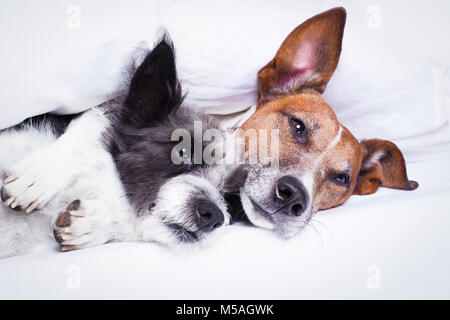 happy couple of dogs resting  and hugging eachother under the blanket in bed, looking tired and sleepy Stock Photo