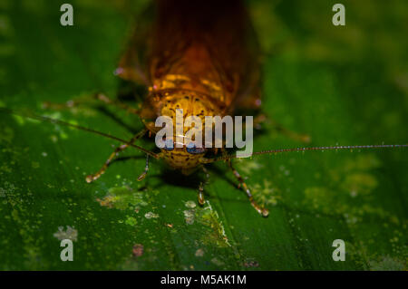 Cockroaches from the equatorial humid equatorial rain forest of South ...