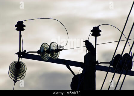 Silhouette image of Jackdaw perched on a telegraph pole in low light early evening. Stock Photo
