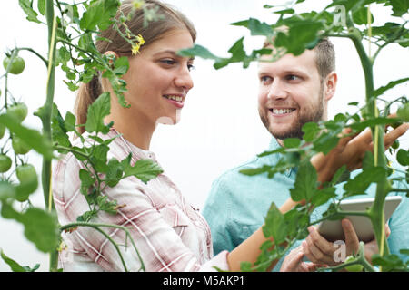 Agricultural Workers Checking Tomato Plants Using Digital Tablet Stock Photo