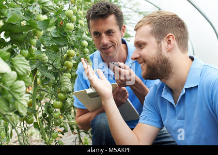 Two Male Agricultural Workers Checking Tomato Plants In Greenhouse Stock Photo