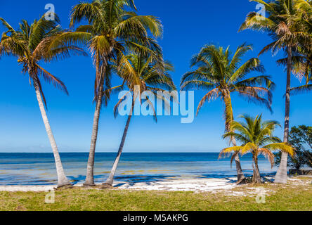Palm trees on Gulf of Mexico in Bokeelia on Pine Island Florida Stock Photo