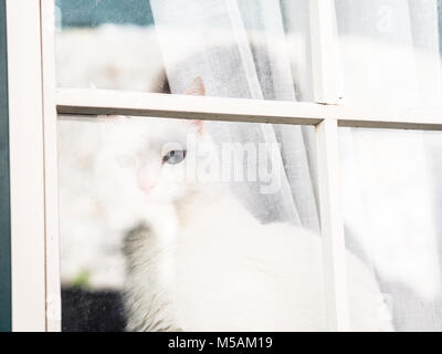 White cat sitting at the window, looking outside in the Old Town of Porto. Stock Photo