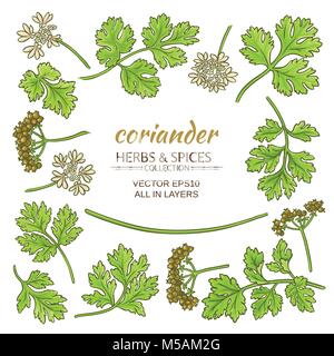 coriander plant elements set on white background Stock Vector