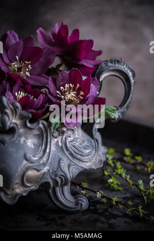 Double purple Helleborus orientalis in a pewter planter - dark flowers Stock Photo