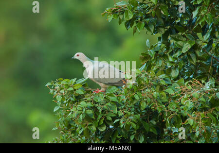 Ring-tailed pigeon (Patagioenas caribaea)  Blue Mountains National Park, Endemic to Jamaica Stock Photo