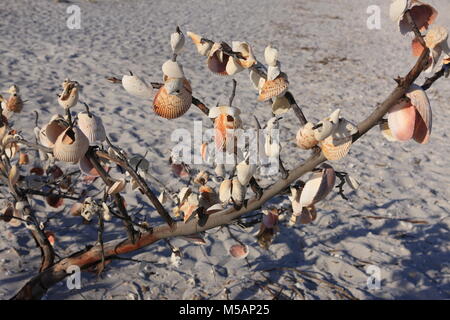 Seashells hanging from a washed up tree on Port Boca Grande beach at the southern end of Gasparilla Island, Florida USA Stock Photo