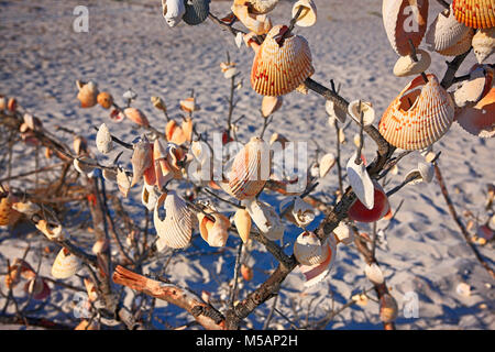 Seashells hanging from a washed up tree on Port Boca Grande beach at the southern end of Gasparilla Island, Florida USA Stock Photo