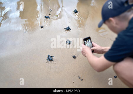 Group of little sea turtles are running to the sea on the sand b Stock Photo