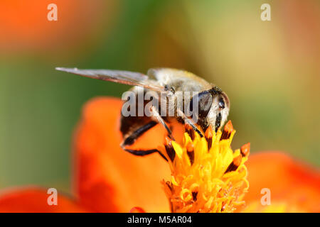 Macro shot of a bee pollinating an orange coreopsis flower Stock Photo