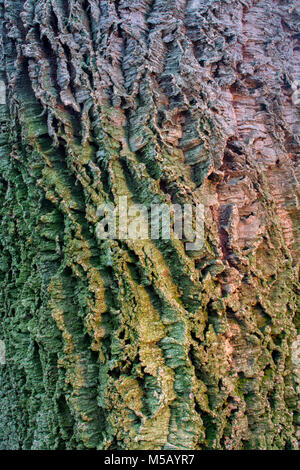 The bark of cork oak, Quercus suber- texture or background Stock Photo