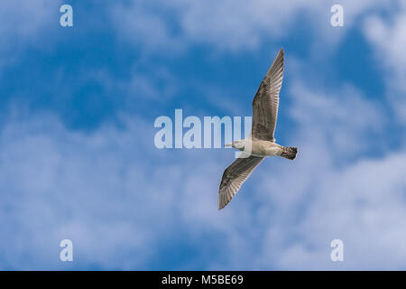 A seagull flies in front of a bright blue sky with a few light clouds. Stock Photo