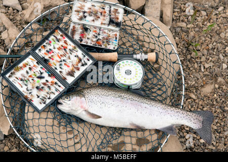 Rainbow Trout with rod and reel Stock Photo - Alamy