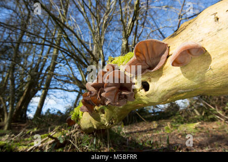 Edible wood ear fungi, Auricularia auricula-judae, growing on a fallen elder tree in woodlands in Dorset England UK GB
