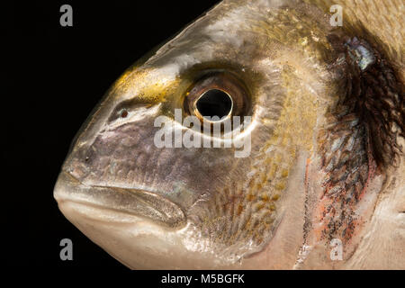 A Gilthead bream, Sparus aurata, caught from the shore on rod and line in Dorset England UK GB. It gets its name from the golden band across its head. Stock Photo