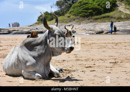 A close up of a Nguni cow with big horns with other cows and tourists in the background on the beach  in Coffee Bay at the Indian Ocean in the Eastern Stock Photo