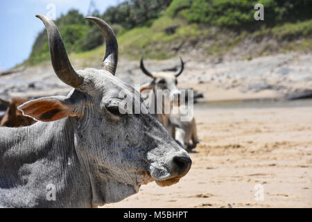 A close up of a Nguni cow with big horns with a second cow in the background on the beach in Coffee Bay at the Indian Ocean in the Eastern Cape at the Stock Photo