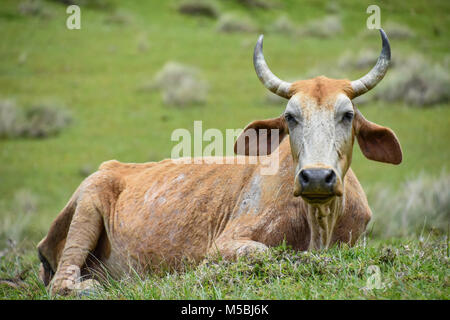 A Nguni cow with big horns sitting on the hillside near Coffee Bay at the Indian Ocean in the Eastern Cape at the Wild Coast of South Africa against g Stock Photo