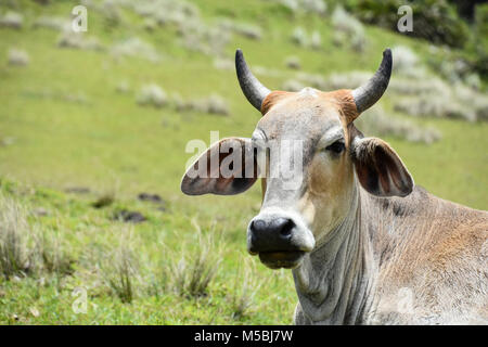 A Nguni cow with big horns sitting on the hillside near Coffee Bay at the Indian Ocean in the Eastern Cape at the Wild Coast of South Africa against g Stock Photo