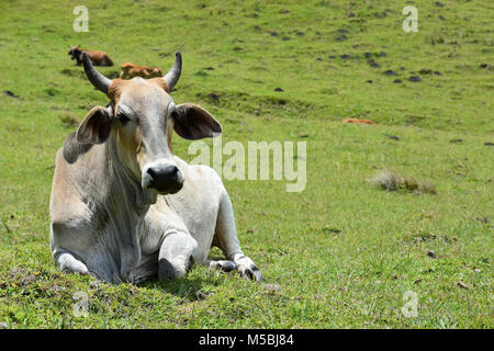 A Nguni cow with big horns sitting on the hillside near Coffee Bay at the Indian Ocean in the Eastern Cape at the Wild Coast of South Africa against g Stock Photo