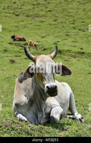 A Nguni cow with big horns sitting on the hillside near Coffee Bay at the Indian Ocean in the Eastern Cape at the Wild Coast of South Africa against g Stock Photo