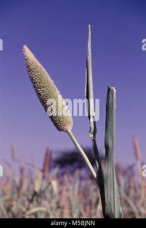 Close up of bajra crops, cereal grain Maharashtra, India Stock Photo