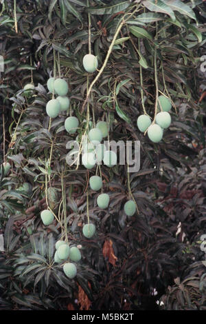 Green Mango Tree in India Stock Photo