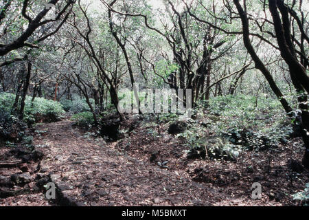 Curves path in forest in Matheran, District Alibaug, Maharashtra, India Stock Photo