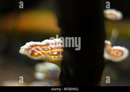 Mushroom, Ling zhi mushroom on an old piece of wood in the tropical rain forest Stock Photo