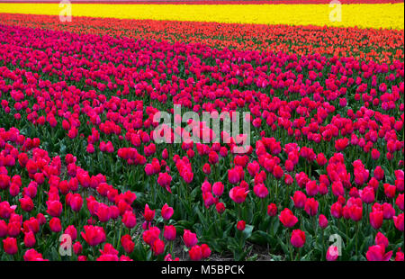 Cultivation of tulips for producing tulip bulbs, Bollenstreek area, Noordwijkerhout, Netherlands Stock Photo