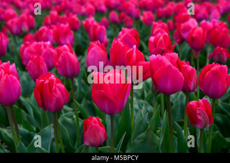 Field of Tulip flowers of the variety Lady van Eijk, Bollenstreek, Netherlands Stock Photo